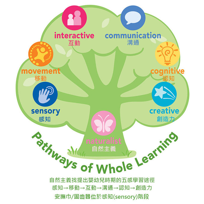 美國 green sprouts 小綠芽  食品安全等級矽膠固齒器2入組_紫紅組_GS222391-1